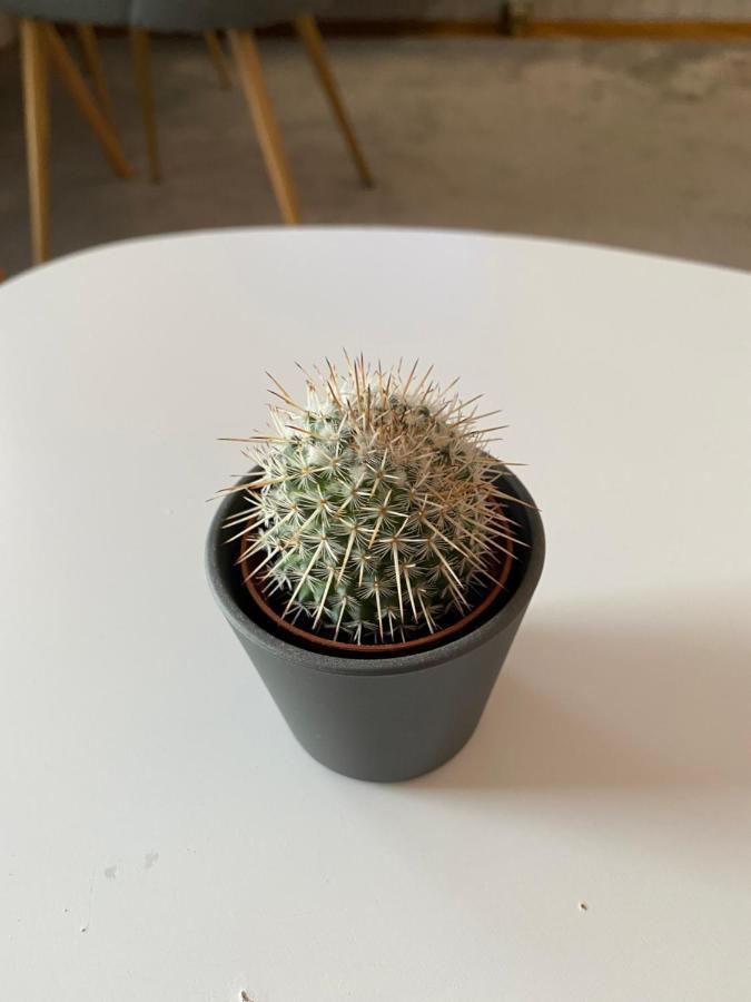 Apartment Cactus 021 노비사드 외부 사진